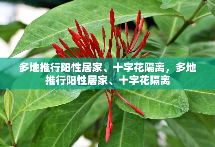 多地推行阳性居家、十字花隔离，多地推行阳性居家	、十字花隔离