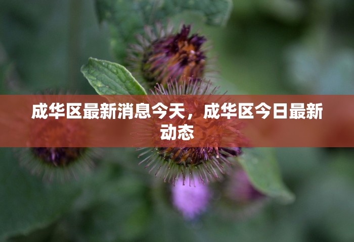 成华区最新消息今天，成华区今日最新动态