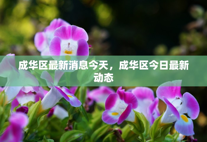 成华区最新消息今天，成华区今日最新动态