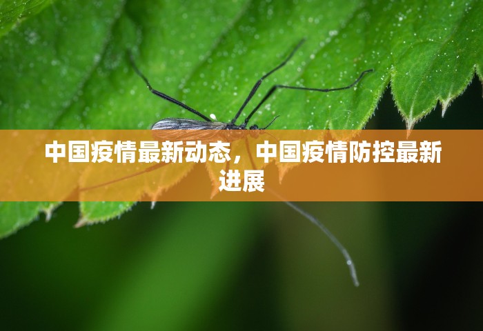 中国疫情最新动态，中国疫情防控最新进展