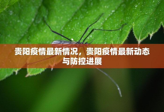 贵阳疫情最新情况，贵阳疫情最新动态与防控进展