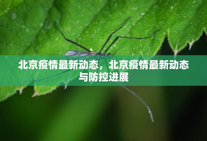 北京疫情最新动态，北京疫情最新动态与防控进展